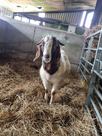 Boer Goat For Hire