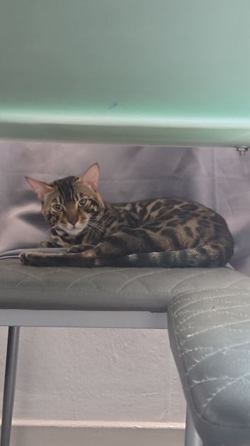 Bengal cat pure breed for sale