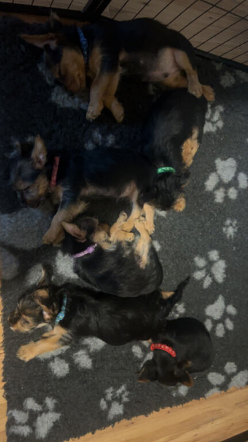 Yorkie Russel Pups (price negotiable)