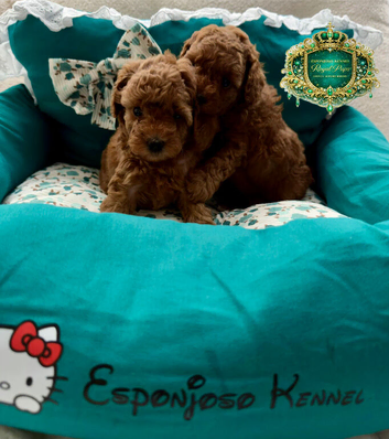 5-star licensed ESPONJOSO Exclusive Half Asian Toy Poodles DWKC registered