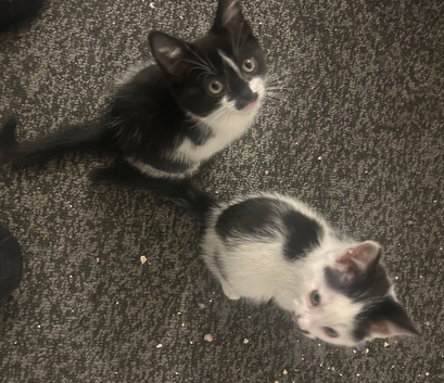 Last two kittens boy and girl