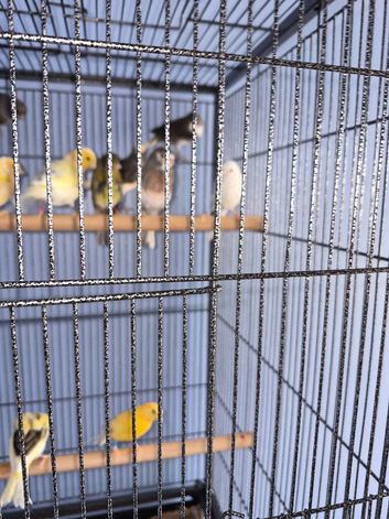 13 Canaries
