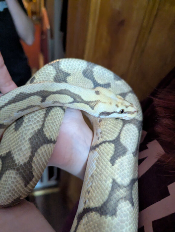 Male spider ghost royal python