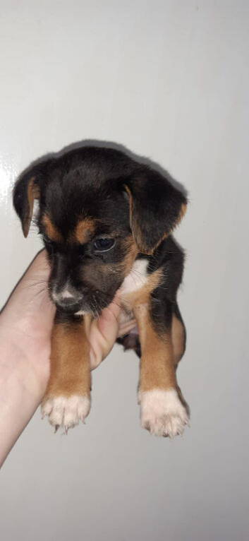 Beagle mix puppies. 2 months old.