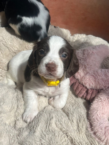 puppies for sale