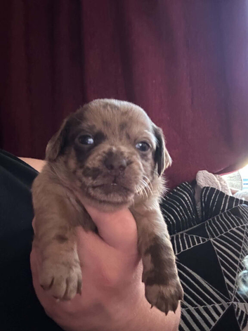 Pug cross