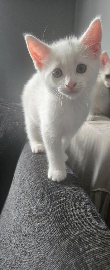 2 white male kittens ready to leave tomorrow!!!!