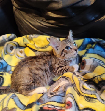 Bengal kittens