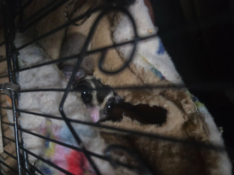 Sugar glider pair for sale