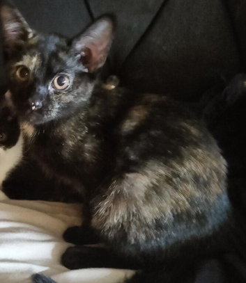 2.kittens for sale