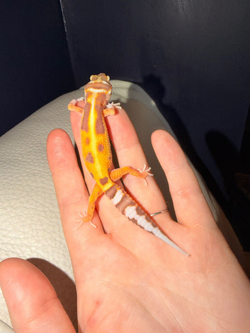 Leopard gecko babies ready