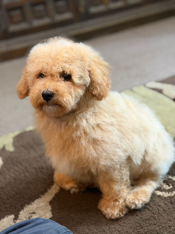 Beautiful Poochon Teddy Bears