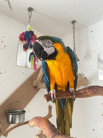 Macaw for sale