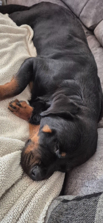 3 beautiful girl rottweiler pups