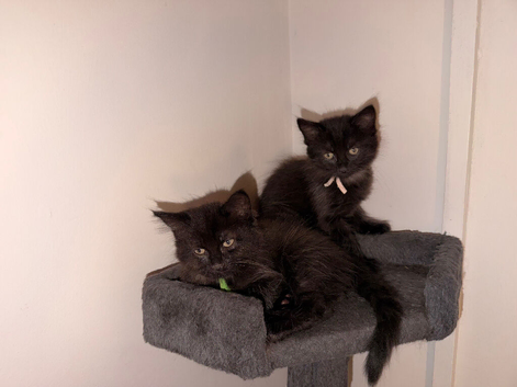 Kittens ready to leave