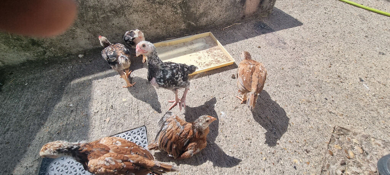 Shamo's aseel chicks