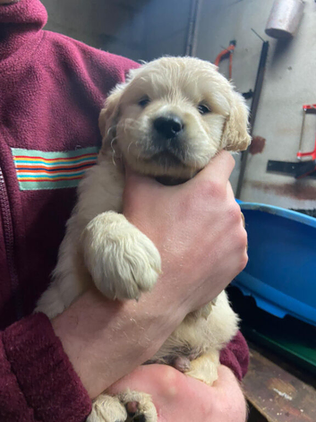 Golden Retriever puppy