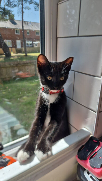 Boy cat in need of a new home