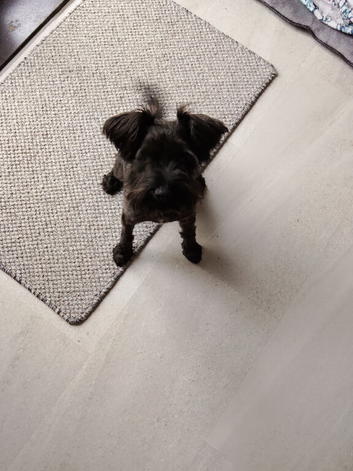 1 year old miniature schnauzer for sale