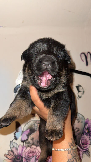 ️ German Shepherd Puppies