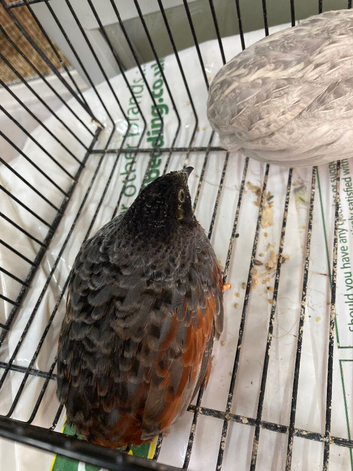 Pair Chinese painted quails