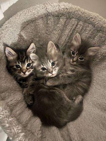 Fluffy Kittens