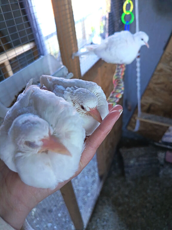 Young doves