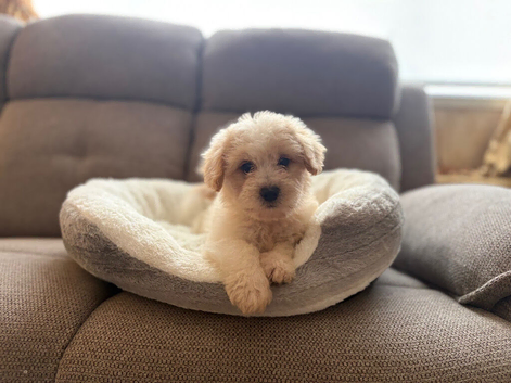Selling Lhasa apso puppies