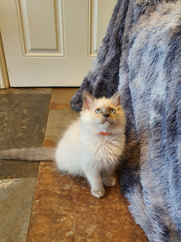Beautiful GCCF Female Blue Point Ragdoll Kitten.