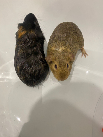 Guinea Pigs, two brothers for sale.