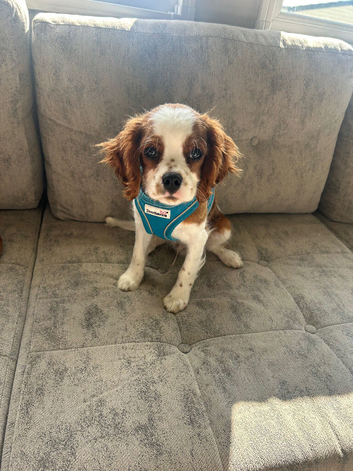 Cavalier King Charles