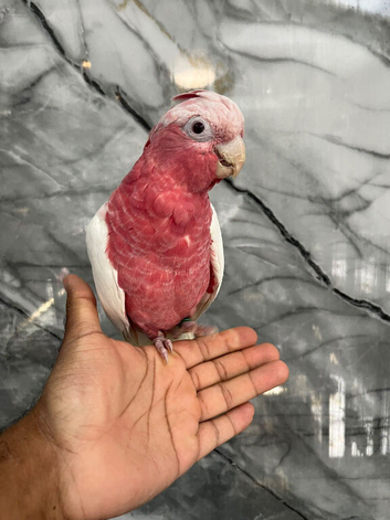 Friendly Baby HandReared Super Tame Cuddly Lutino Galah Cockatoo Parrot,22