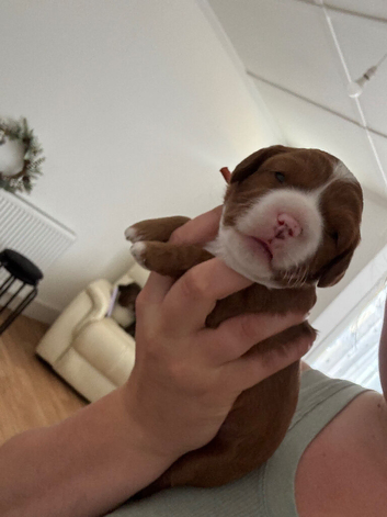 Female F1 Cavapoos dna health tested parents