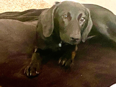 Jessie