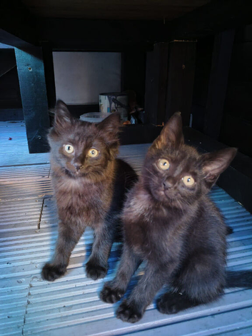 Black short haired female kittens