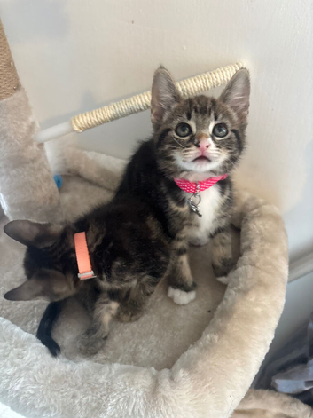 kitten