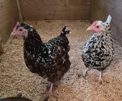 2 speckled Sussex hens