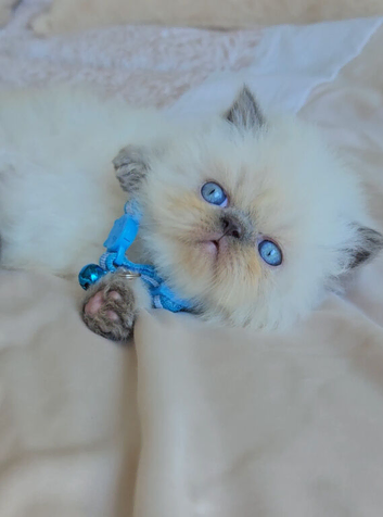 Stunning Pedigree Persian Kittens