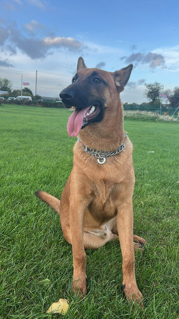 Belgium malinois x Belgium shepherd pups