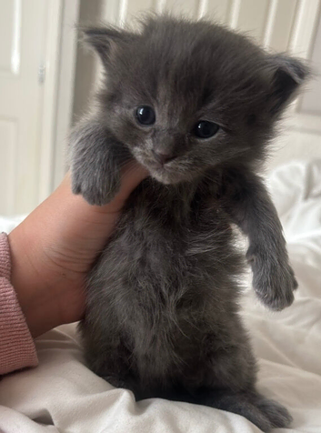 Ragdoll cross kittens for sale