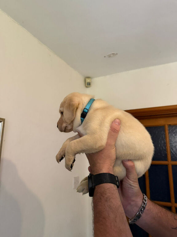 Golden and black Labrador puppies