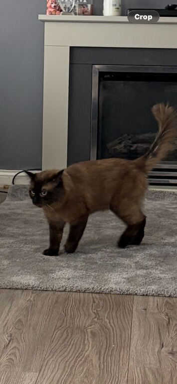 Ragdoll kittens