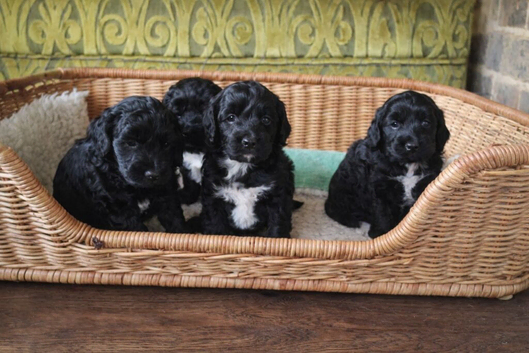 Outstanding Cockapoo Babies