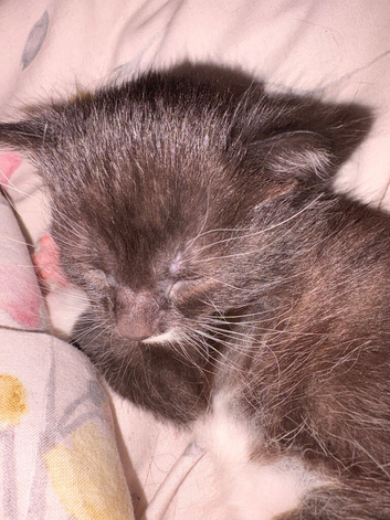 Kitten for sale