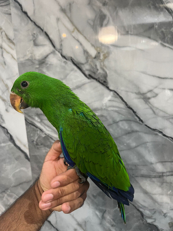Friendly Baby Male HandReared Super Tame Cuddly Eclectus Parrot,15