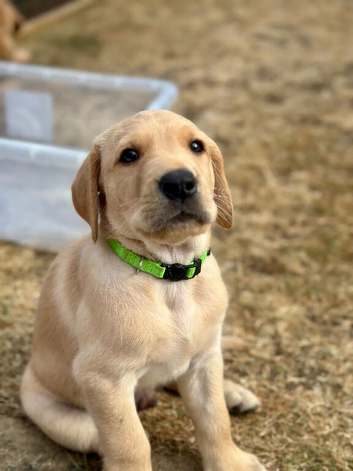 Stunning Goldador Puppies