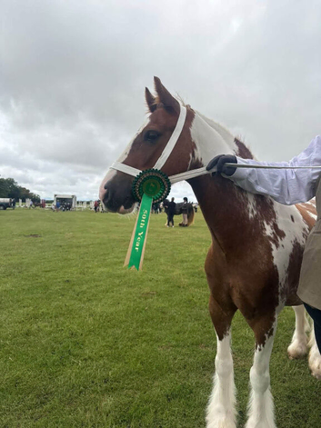 Cob Gelding 12.3 skewbald 9yrs ride/drive family pony