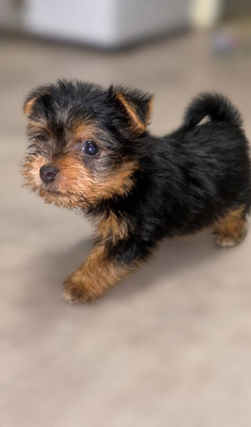 Meet This Adorable Little Teddy Bear - Looking for a Forever Home