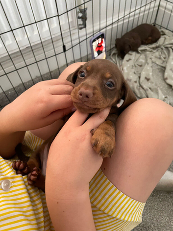 Adorable puppies for sale