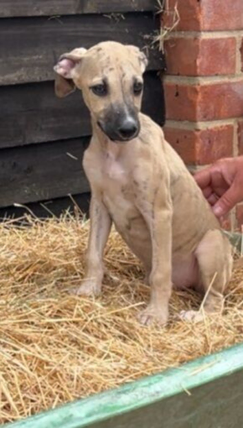 Beautiful lurcher pups